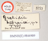 CollectionObject 1558001; NHMUK(SF IMPORT DUPLICATE) 844909, c78aab5a-793f-44bf-a38b-8755346809e4: copyright Natural History Museum, London. female, data labels of synonym Gratidia hebraica (holotype). (CollectionObject).