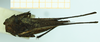 CollectionObject 1587048; 37c825fe-5e1c-48fe-b8dd-6d92cee14042, NHMUK010924782: female, dorsal view (paralectotype). (CollectionObject).