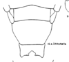 Subgenital plate, ventral view on Aphrophora (Plesiommata) irrorata Ball, 1899: (Observation).