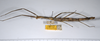 CollectionObject 1561760; 99658841-a1d2-4f86-9969-339190b31ed4: copyright ANSP. female, lateral view (syntype). (CollectionObject).