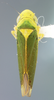 Habitus, dorsal view on Caldwelliola solimoeana Young, 1977: (Observation).