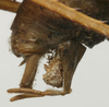 CollectionObject 1535098; 40ff5075-b72a-4d43-877d-58701b308f2b: male cerci (syntype). (CollectionObject).
