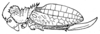 Pantecphylus (Griffinius) major Griffini, 1909: Fig. 156. female (tegmina length 29-32 mm, ovipositor 17.5-18.5 mm). (Otu).