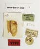 CollectionObject 1539883; 954912b9-82cf-4150-aec2-587c72ee4c2c: labels (syntype). (CollectionObject).