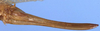 CollectionObject 1520608; 379ca2d2-76cc-4df2-a405-00c5bb46d20c: female ovipositor (paratype). (CollectionObject).