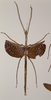 CollectionObject 1557408; 740e7e02-4a02-45f8-9962-45933d7ce492: copyright OUMNH. female (holotype). (CollectionObject).