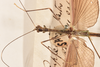 CollectionObject 1559668; e70602ff-800d-4997-bba6-2b38a3242b19: copyright OUMNH. male: head & thorax, dorsal view of synonym Necroscia euplectes (holotype). (CollectionObject).