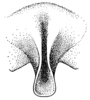 Cocconotus (Cocconotus) wheeleri Hebard, 1927: Pl. XX, Fig. 10 (after type). male ultimate tergite, dorsal view. (Otu).
