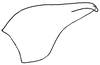 Pygofer, lateral view on Carapona denella (DeLong, 1978) now Carapona eximia (DeLong & Freytag, 1975): Male holotype [C. denella]: pygofer, lateral view. (Observation).