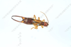 CollectionObject 2214711; IZCAS CSTR:19715.10.2111C0002601112776, 2cfab448-4cc9-4ca6-a556-037ee1ee82b2, IOZ(E)200559: Forficula davidi subsp. externa holotype CSTR:19715.10.2111C0002601112776. Available at: http://museum.ioz.ac.cn/bbimgxx.aspx?pth=2111C0002601112776. (CollectionObject).