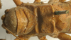 CollectionObject 1517481; c227df12-f00c-41d0-9ad0-0a4f0a464527: male pronotum and tegmina, dorsal view (holotype). (CollectionObject).