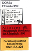 CollectionObject 1567528; 524900d0-55bb-4f01-9caf-a937c36cda13: labels (allotype). (CollectionObject).