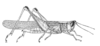 Eoscyllina inexpectata Rehn, 1909: Fig. 10 (after type). female habitus (pronotum length 4 mm, tegmen 21 mm, hind femur 13.5 mm). (Otu).