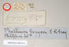 CollectionObject 1561216; NHMUK(SF IMPORT DUPLICATE) 845232, 908f71f4-d99b-40c0-a088-ef111909a049: copyright Natural History Museum, London. female, data labels (holotype). (CollectionObject).