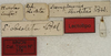 CollectionObject 1535220; b8347427-f8cd-4047-8370-1888ecac7201: labels (lectotype). (CollectionObject).