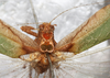 CollectionObject 1566798; NMW 7246, f44228dc-5ee8-4fa1-a8fe-33ff19475a9c: male, pronotum and stridulatory area, dorsal view. (CollectionObject).