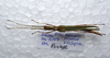 CollectionObject 1576084; 4560d4bd-bc58-441a-9ce9-4ecba651598d: copyright FRCS, Sabah. female, dorsal view (paratype). (CollectionObject).