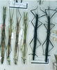 CollectionObject 1557669; c0ccf8e6-64ff-450e-a3dc-a4a7c54e9096: copyright MNHN, Panel coll., Paris. female (syntypes, last two experimental 'forms' unlikely to be syntypes). (CollectionObject).
