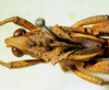 CollectionObject 1498820; e2d41211-d613-4a90-943b-3f673d1cf712: 2012. male, head and pronotum dorsal view. (CollectionObject).