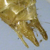 CollectionObject 1516935; 5e807ea2-2a34-4903-9413-29a3443b437f: male cerci (holotype). (CollectionObject).