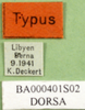 CollectionObject 1502317; 4732e691-dbbd-4167-aad3-6e0c64a416c7: labels (paratype of Thalpomena libyana). (CollectionObject).