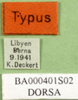 labels (paratype of Thalpomena libyana). Depicts CollectionObject 1502317; 4732e691-dbbd-4167-aad3-6e0c64a416c7, a CollectionObject.