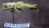 CollectionObject 1528093; ee8c6e5f-fa31-4830-b6c1-ed62685e893a: male, lateral view (holotype). (CollectionObject).