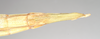 CollectionObject 1562285; NHMUK(SF IMPORT DUPLICATE) 845096, 2604a516-7075-407e-9b68-ad00bbfd3aa9: copyright Natural History Museum, London. female: end of abdomen, ventral view of Trigonoderus childreni (syntype). (CollectionObject).
