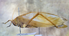 CollectionObject 1504012; daf0988d-3e5a-4d97-8f35-5e5f15102646: male, lateral view (paratype). (CollectionObject).