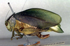CollectionObject 1501765; 26145a67-7ba7-49dd-99e5-da8529691450: female, lateral view (paralectotype). (CollectionObject).