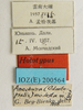 CollectionObject 2188560; 031202b1-5190-4197-b7b7-bd47aad63b97, IZCAS IOZ(E) 200564, IZCAS CSTR:19715.10.2111C0002601112780: Yunnan. Dali. 15.IV.1957. Holotypus. IOZ (E) 200564. Anechura (Odontopsalis) modesta m. G. Bey-Bienko det. 1958 typus. Anechura modesta holotype label CSTR: 19715.10.2111C0002601112780. Available at: http://museum.ioz.ac.cn/bbimgxx.aspx?pth=2111C0002601112780. (CollectionObject).