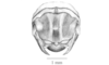 Parasitalces sexnotata Bruner, 1911: Fig. 7C. male abdomen tip, dorsal view. (Otu).