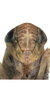 Head on Falcitettix (Falcitettix) guttiger (Kusnezov, 1929): Face (M. minor Vilbaste, 1965). (Observation).