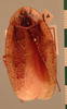 Morphna maculata (Brunner von Wattenwyl, 1865): Copyright UMO, Oxford. Type of synonym Epilampyra polyspila, dorsal view. (Otu).