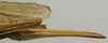 female ovipositor (lectotypeof Tettigonia lozanoi). Depicts CollectionObject 1535194; 8f577c3e-278b-4bef-96a1-910652fc6339, a CollectionObject.