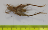 CollectionObject 1583438; 4d8afb56-6d08-46ed-b5db-3882ac1c8803: female, ventral view (paratype). (CollectionObject).