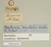 CollectionObject 1557340; NHMUK(SF IMPORT DUPLICATE) 844510, 40a27b64-85f0-42ed-8a84-f6be54b4b2c5: copyright Natural History Museum, London. male of synonym Bacteria crudelis, data labels (holotype). (CollectionObject).