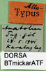 CollectionObject 1502532; 6f308df4-5b52-4a00-b54c-82bd29ced421: labels (allotype). (CollectionObject).