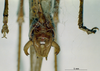 CollectionObject 1537783; NNM 3225790, 3564b5ea-c06e-4378-973d-aa982052fa21: male subgenital plate. (CollectionObject).