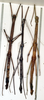 CollectionObject 1557620; ab8f49c2-ae89-4b5b-bc98-653abd58d239: copyright NMW. male and female (paralectotypes). (CollectionObject).;CollectionObject 1557621; 71b09234-d3c1-4e6c-b26c-0102f907dda4: copyright NMW. male and female (paralectotypes). (CollectionObject).;CollectionObject 1557622; 7c14e86d-9f54-4bc4-ad5f-55ce34a4dd6f: copyright NMW. male and female (paralectotypes). (CollectionObject).