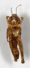 CollectionObject 1528784; c05adbe6-db06-4e9f-892e-36089512ac6e: female, ventral view (holotype). (CollectionObject).