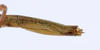 CollectionObject 1563197; 5c7ea216-d2ca-4a2e-be4e-2c262a27d041: copyright ANSP. female: end of abdomen, lateral view (paratype). (CollectionObject).