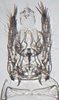 Pygofer, ventral view: !! display not done !! on Empoasca (Empoasca) loreta Ross, 1959: (Observation).
