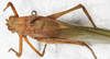 CollectionObject 1532264; NMW 7822, beb91ef0-6225-4af1-88a8-e248cfb80d70: male, dorsal view (holotype). (CollectionObject).