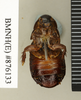 Ancaudellia hamifera (Hanitsch, 1930): Copyright Natural History Museum, London. Non-type (male nymph) in BM(NH). Ventral view. (Otu).