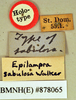 Epilampra sabulosa Walker, 1868: Holotype, unsexed, labels. BMNH(E)#878065. (Otu).