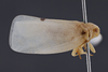 Habitus, lateral view on Anormenis stupida (Melichar, 1902) now Anormenis media (Melichar, 1902): (Observation).