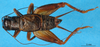 CollectionObject 1567477; 127f8291-efb9-4931-9e40-039aa375ca27: male, dorsal view (paratype). (CollectionObject).