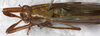 CollectionObject 1532181; f14100e0-ffd9-4d42-8fdb-0114eb63d20a: nale, dorsal view (holotype). (CollectionObject).