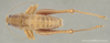 CollectionObject 1593807; a9000780-c3c0-4d1a-9895-19e4246dfe18: Male, dorsal view (holotype). (CollectionObject).